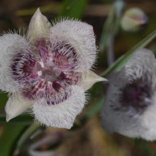 Calochortus caeruleus
